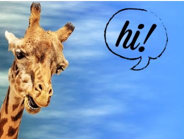 Giraffe Hi