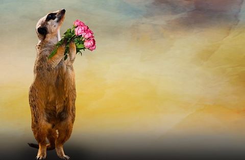 Meerkat and flowers
